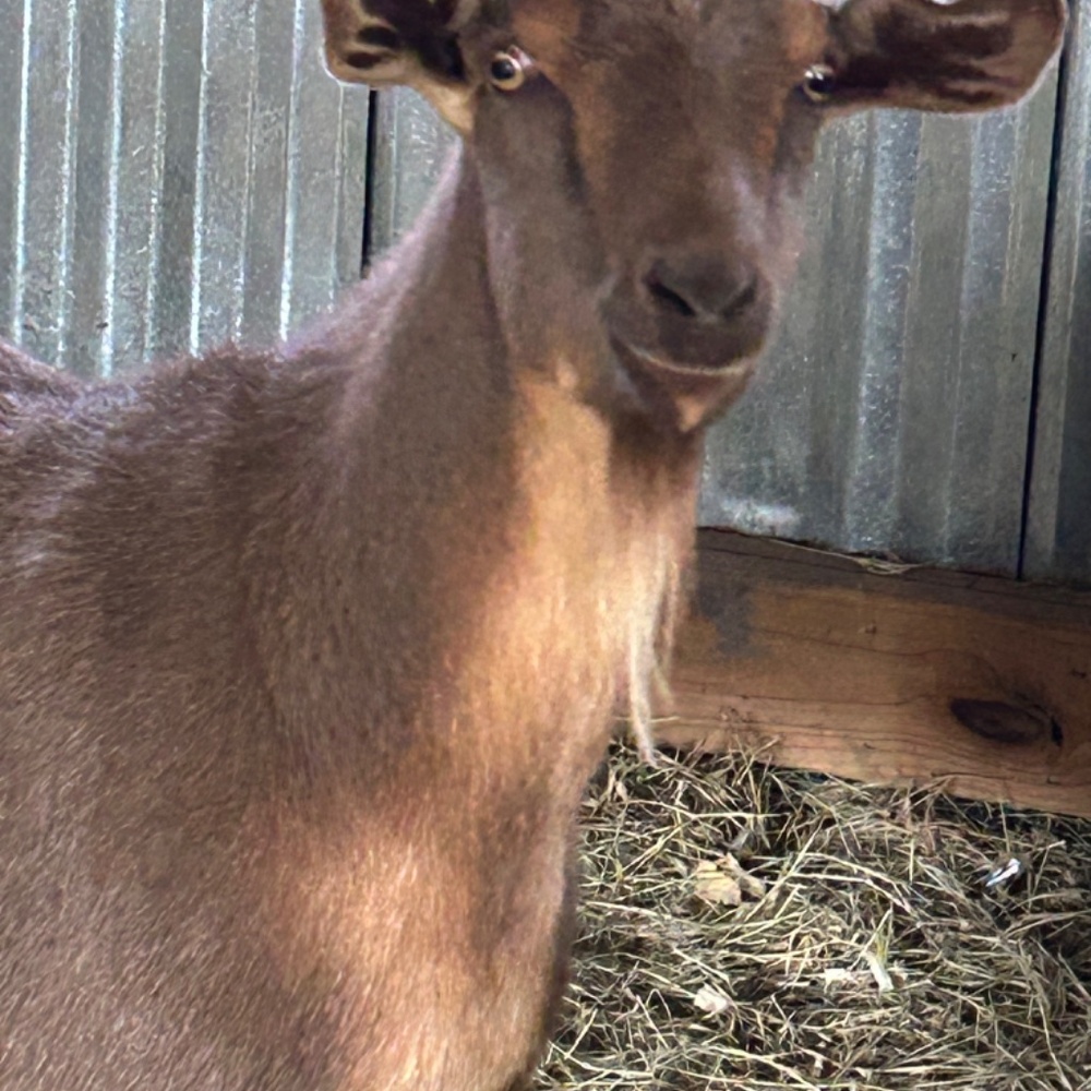 Meet your Posher, Farm Gals Animal Ministry - Picture 6 of 14